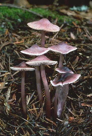 Mycena pura